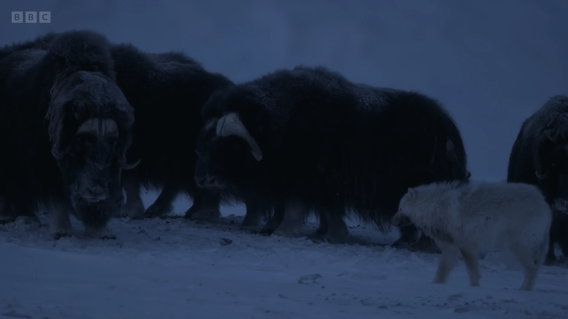 Muskox (Ovibos moschatus) as shown in A Perfect Planet - The Sun